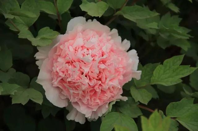 牡丹什么季节开花，史上最全牡丹花图鉴