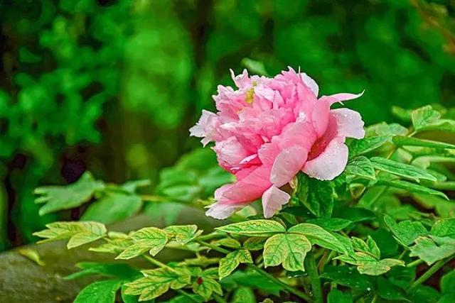 牡丹什么季节开花，史上最全牡丹花图鉴