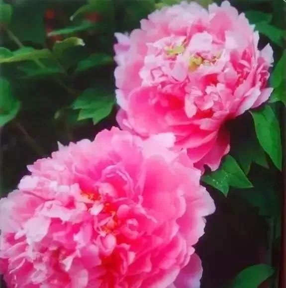牡丹什么季节开花，史上最全牡丹花图鉴