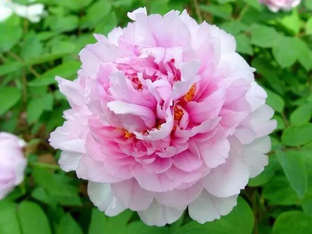 牡丹什么季节开花，史上最全牡丹花图鉴