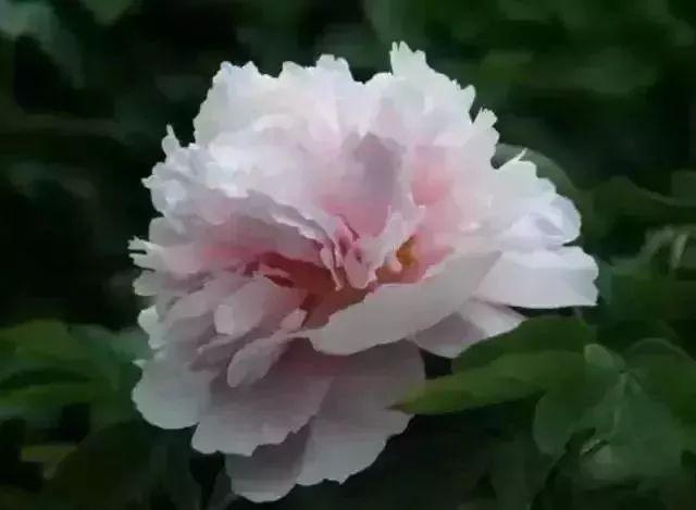 牡丹什么季节开花，史上最全牡丹花图鉴