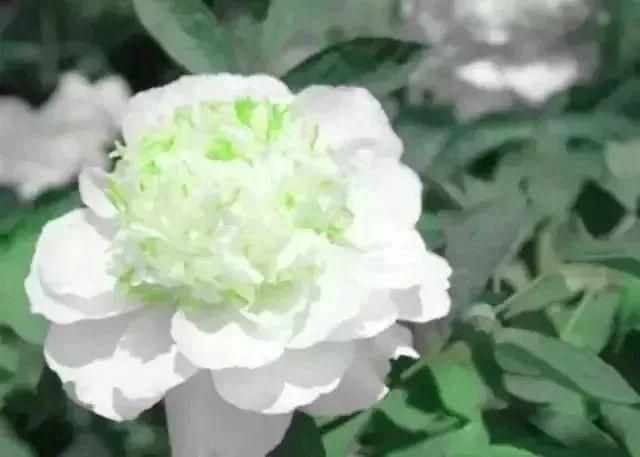 牡丹什么季节开花，史上最全牡丹花图鉴