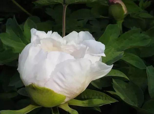 牡丹什么季节开花，史上最全牡丹花图鉴