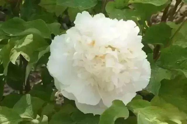 牡丹什么季节开花，史上最全牡丹花图鉴
