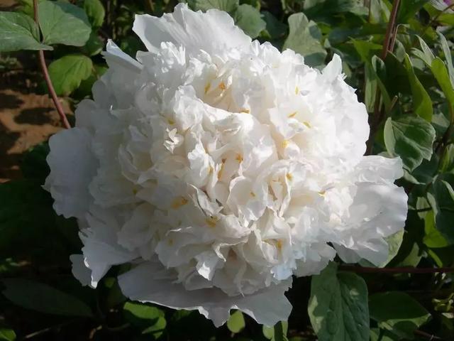 牡丹什么季节开花，史上最全牡丹花图鉴