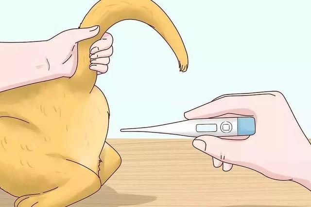 怎么给猫量体温，猫咪发烧了，怎么办