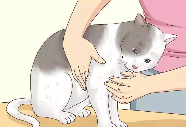 怎么给猫量体温，猫咪发烧了，怎么办