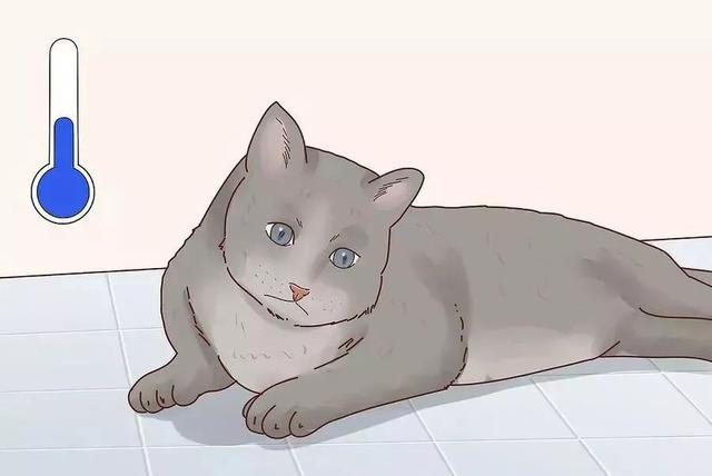 怎么给猫量体温，猫咪发烧了，怎么办