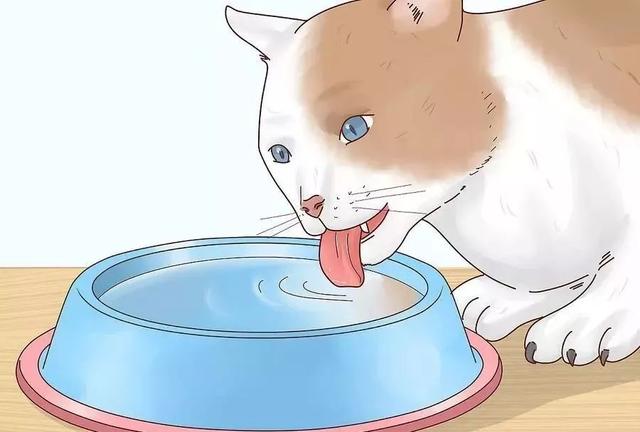 怎么给猫量体温，猫咪发烧了，怎么办