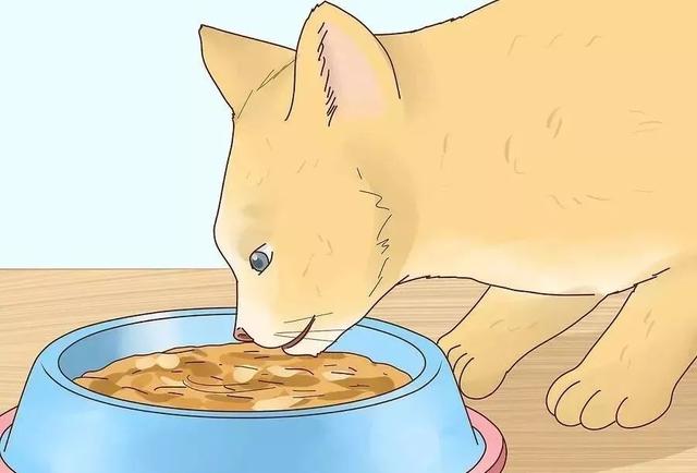 怎么给猫量体温，猫咪发烧了，怎么办