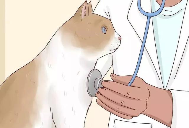 怎么给猫量体温，猫咪发烧了，怎么办