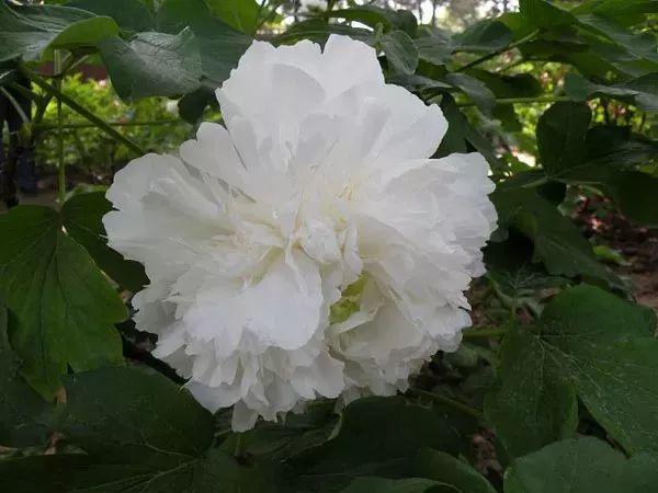 牡丹什么季节开花，史上最全牡丹花图鉴
