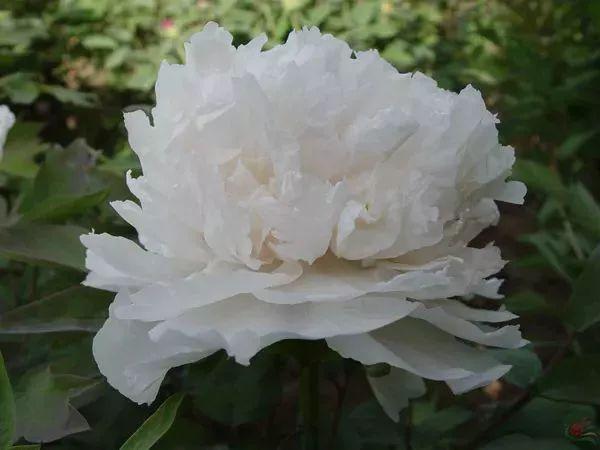 牡丹什么季节开花，史上最全牡丹花图鉴