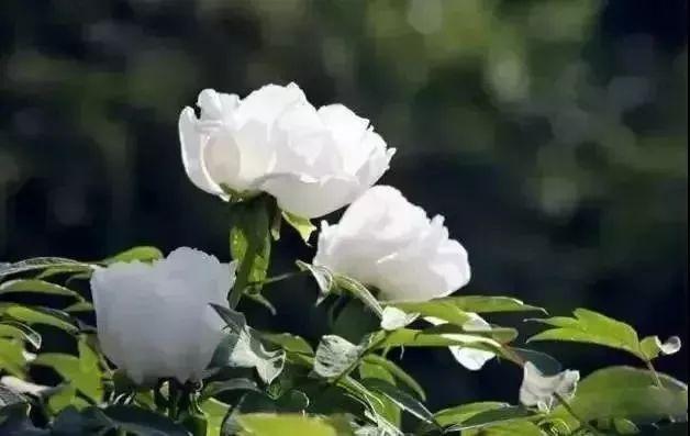 牡丹什么季节开花，史上最全牡丹花图鉴
