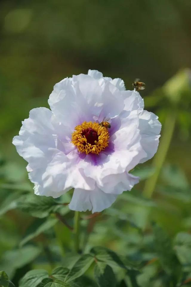 牡丹什么季节开花，史上最全牡丹花图鉴