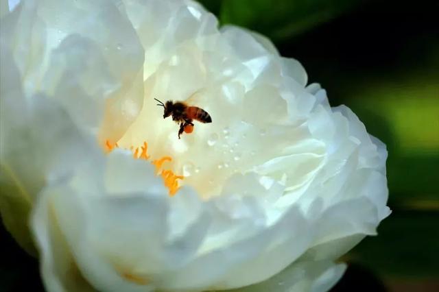 牡丹什么季节开花，史上最全牡丹花图鉴