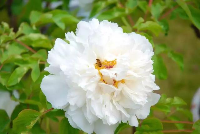 牡丹什么季节开花，史上最全牡丹花图鉴