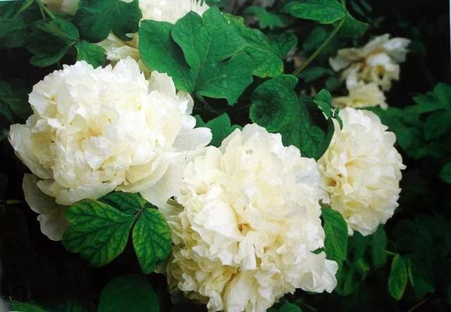 牡丹什么季节开花，史上最全牡丹花图鉴