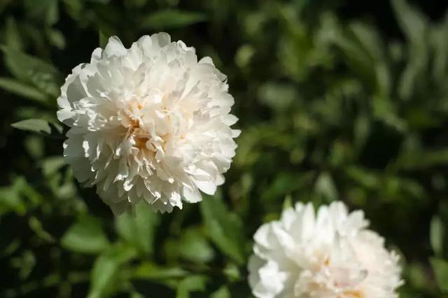 牡丹什么季节开花，史上最全牡丹花图鉴