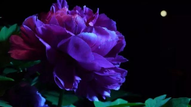 牡丹什么季节开花，史上最全牡丹花图鉴