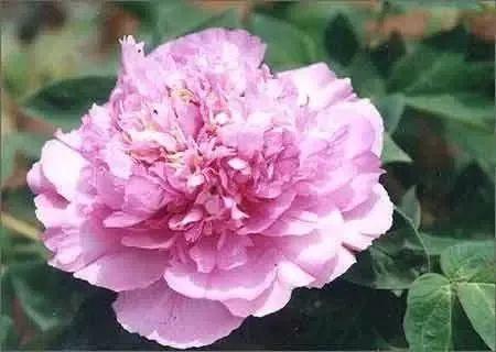牡丹什么季节开花，史上最全牡丹花图鉴