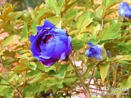 牡丹什么季节开花，史上最全牡丹花图鉴