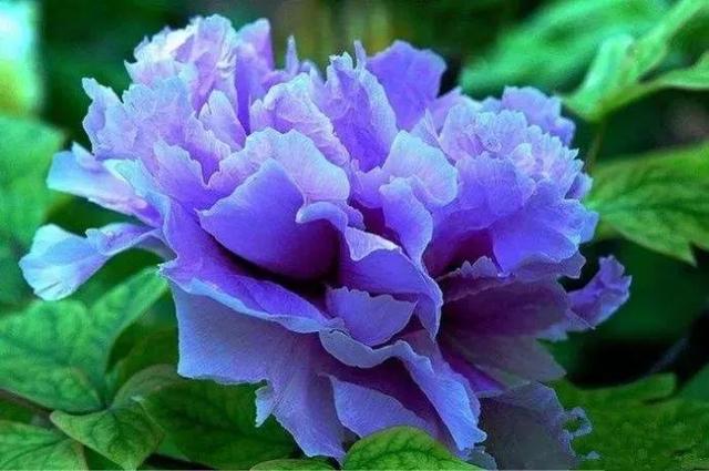 牡丹什么季节开花，史上最全牡丹花图鉴