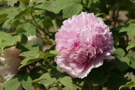 牡丹什么季节开花，史上最全牡丹花图鉴