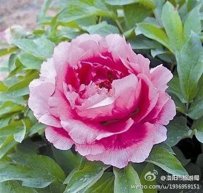 牡丹什么季节开花，史上最全牡丹花图鉴