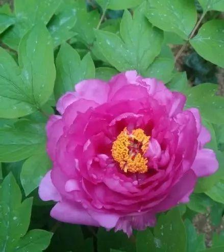 牡丹什么季节开花，史上最全牡丹花图鉴