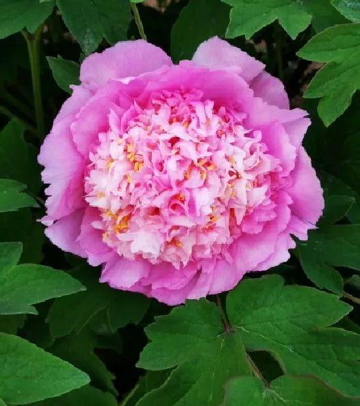 牡丹什么季节开花，史上最全牡丹花图鉴