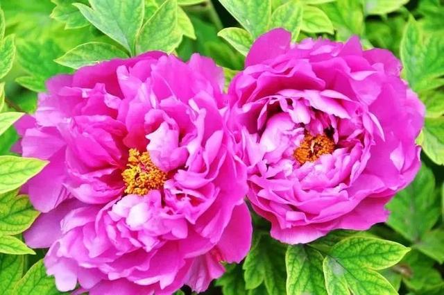 牡丹什么季节开花，史上最全牡丹花图鉴