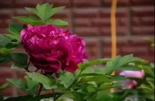 牡丹什么季节开花，史上最全牡丹花图鉴