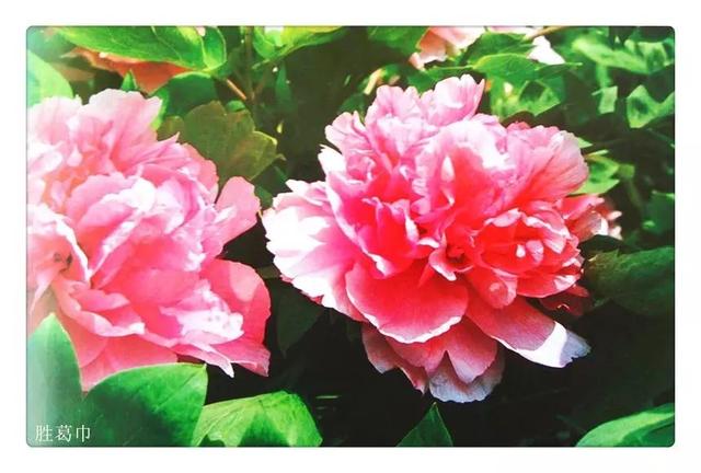 牡丹什么季节开花，史上最全牡丹花图鉴