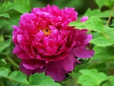 牡丹什么季节开花，史上最全牡丹花图鉴