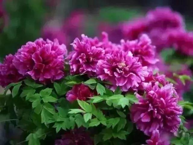 牡丹什么季节开花，史上最全牡丹花图鉴