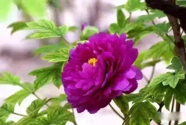 牡丹什么季节开花，史上最全牡丹花图鉴