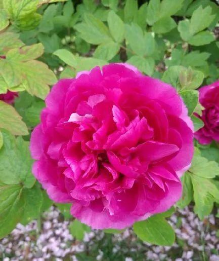 牡丹什么季节开花，史上最全牡丹花图鉴