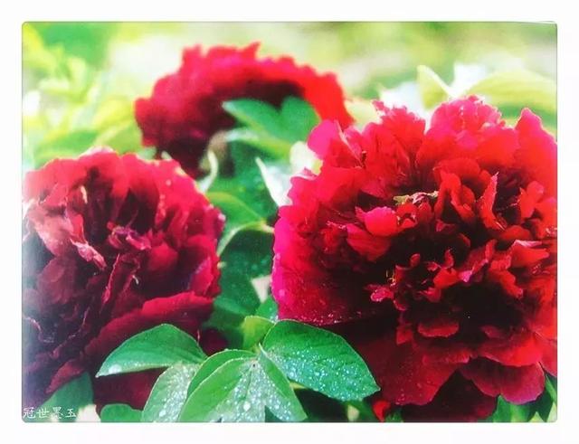 牡丹什么季节开花，史上最全牡丹花图鉴