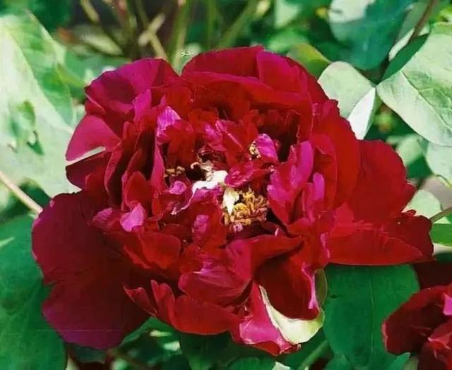 牡丹什么季节开花，史上最全牡丹花图鉴
