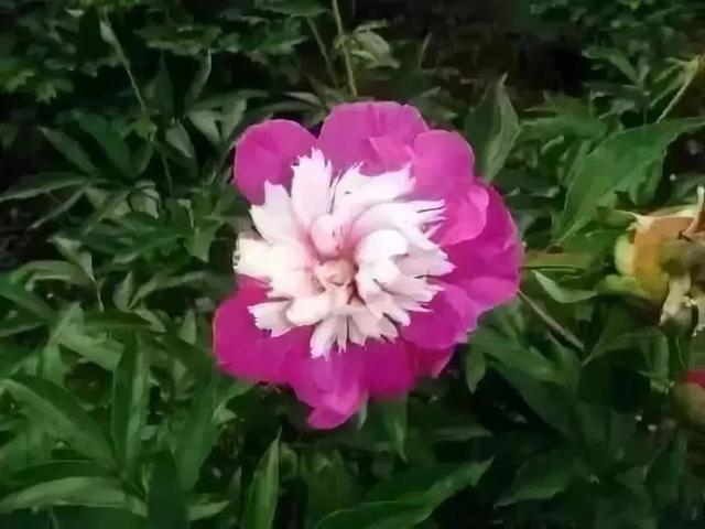 牡丹什么季节开花，史上最全牡丹花图鉴