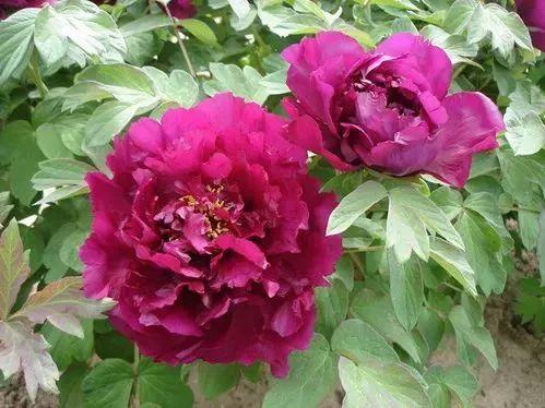 牡丹什么季节开花，史上最全牡丹花图鉴