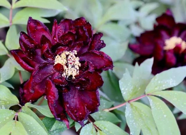 牡丹什么季节开花，史上最全牡丹花图鉴
