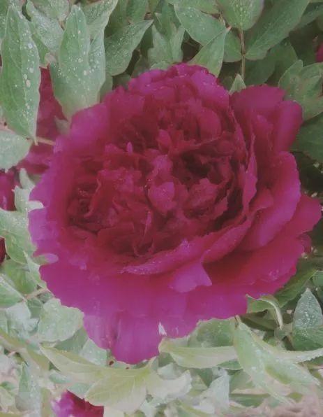 牡丹什么季节开花，史上最全牡丹花图鉴