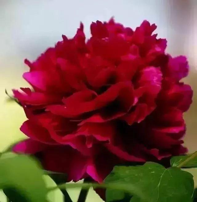 牡丹什么季节开花，史上最全牡丹花图鉴