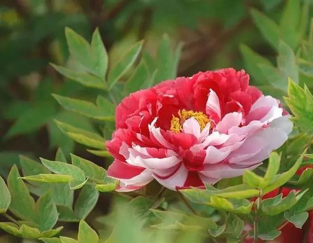 牡丹什么季节开花，史上最全牡丹花图鉴
