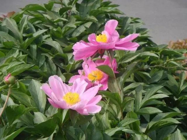 牡丹什么季节开花，史上最全牡丹花图鉴