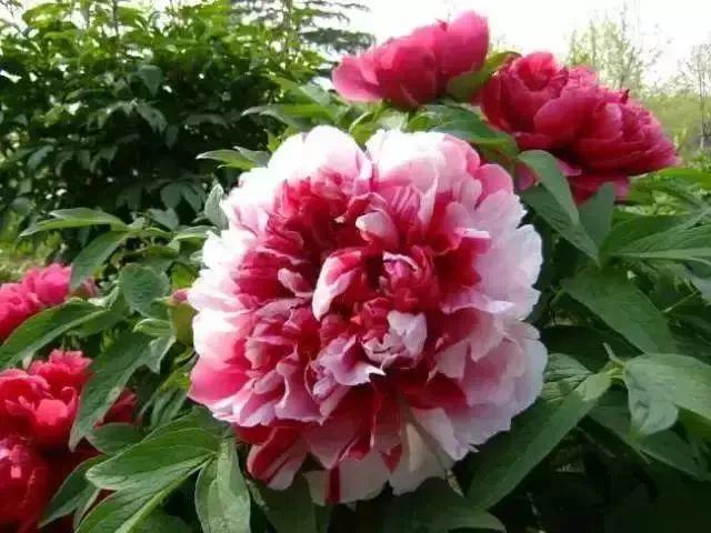 牡丹什么季节开花，史上最全牡丹花图鉴