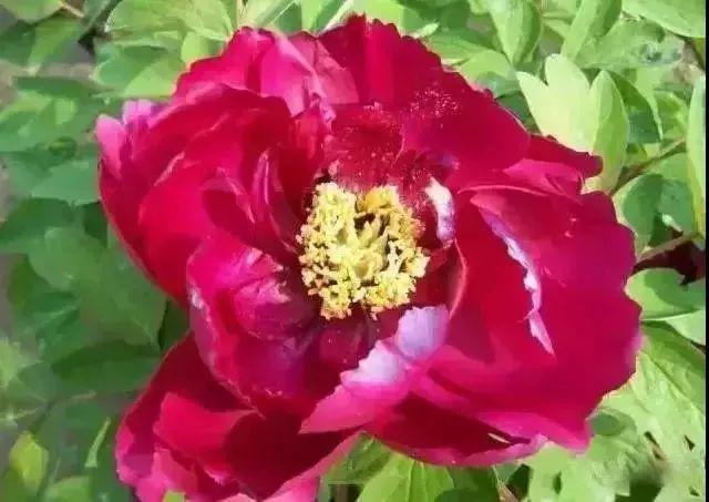 牡丹什么季节开花，史上最全牡丹花图鉴