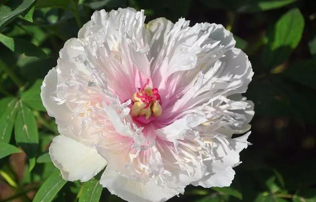 牡丹什么季节开花，史上最全牡丹花图鉴